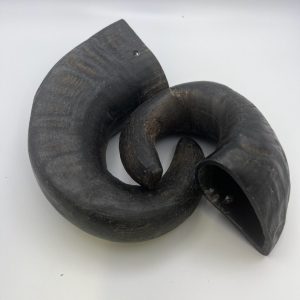 Buffalo Horns (medium)